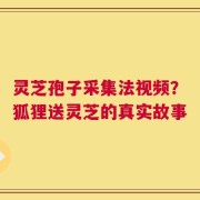 灵芝孢子采集法视频？狐狸送灵芝的真实故事