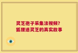 灵芝孢子采集法视频？狐狸送灵芝的真实故事