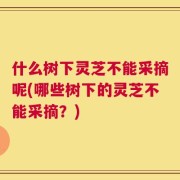 什么树下灵芝不能采摘呢(哪些树下的灵芝不能采摘？)