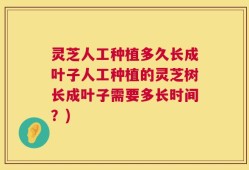 灵芝人工种植多久长成叶子人工种植的灵芝树长成叶子需要多长时间？)