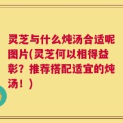 灵芝与什么炖汤合适呢图片(灵芝何以相得益彰？推荐搭配适宜的炖汤！)