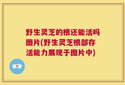 野生灵芝的根还能活吗图片(野生灵芝根部存活能力展现于图片中)