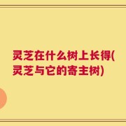 灵芝在什么树上长得(灵芝与它的寄主树)