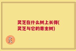 灵芝在什么树上长得(灵芝与它的寄主树)