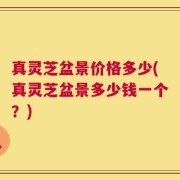 真灵芝盆景价格多少(真灵芝盆景多少钱一个？)