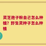 灵芝孢子粉自己怎么种植？野生灵种子怎么种植