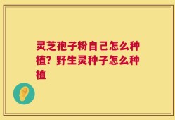 灵芝孢子粉自己怎么种植？野生灵种子怎么种植