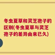 冬虫夏草和灵芝孢子的区别(冬虫夏草与灵芝孢子的差异由来已久)