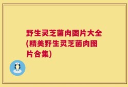 野生灵芝菌肉图片大全(精美野生灵芝菌肉图片合集)