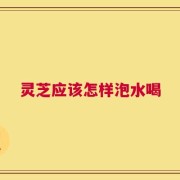 灵芝应该怎样泡水喝