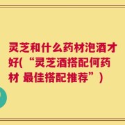 灵芝和什么药材泡酒才好(“灵芝酒搭配何药材 最佳搭配推荐”)