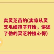 卖灵芝苗的(卖家从灵芝毛细孢子开始，讲述了他的灵芝种植心得)