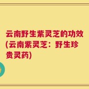 云南野生紫灵芝的功效(云南紫灵芝：野生珍贵灵药)