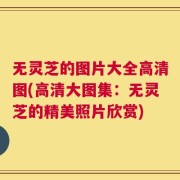 无灵芝的图片大全高清图(高清大图集：无灵芝的精美照片欣赏)