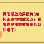灵芝摆放效果图片(如何正确地摆放灵芝？看看这些摆放效果图片就知道了)