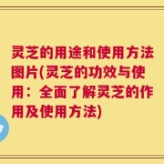 灵芝的用途和使用方法图片(灵芝的功效与使用：全面了解灵芝的作用及使用方法)