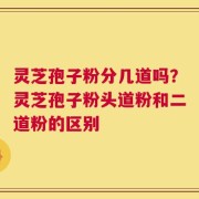灵芝孢子粉分几道吗？灵芝孢子粉头道粉和二道粉的区别