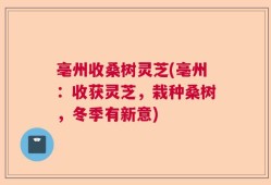 亳州收桑树灵芝(亳州：收获灵芝，栽种桑树，冬季有新意)