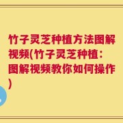 竹子灵芝种植方法图解视频(竹子灵芝种植：图解视频教你如何操作)