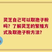 灵芝自己可以取孢子粉吗？了解灵芝的繁殖方式及取孢子粉方法？
