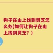 狗子在山上找到灵芝怎么办(如何让狗子在山上找到灵芝？)