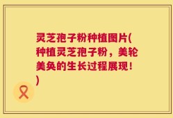 灵芝孢子粉种植图片(种植灵芝孢子粉，美轮美奂的生长过程展现！)