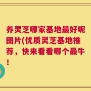 养灵芝哪家基地最好呢图片(优质灵芝基地推荐，快来看看哪个最牛！