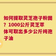 如何提取灵芝孢子粉图？1000公斤灵芝萃体可取出多少公斤纯孢子油