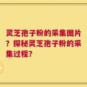 灵芝孢子粉的采集图片？探秘灵芝孢子粉的采集过程？
