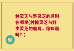 种灵芝与野灵芝的区别在哪里(种植灵芝与野生灵芝的差异，你知道吗？)
