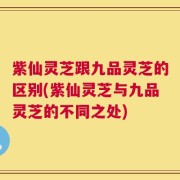 紫仙灵芝跟九品灵芝的区别(紫仙灵芝与九品灵芝的不同之处)