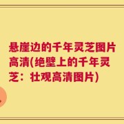悬崖边的千年灵芝图片高清(绝壁上的千年灵芝：壮观高清图片)