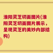 淮阳灵芝切面图片(淮阳灵芝切面图片展示，呈现灵芝的美妙内部结构)