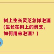 树上生长灵芝怎样泡酒(生长在树上的灵芝，如何用来泡酒？)