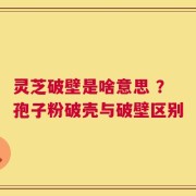 灵芝破壁是啥意思 ？孢子粉破壳与破壁区别