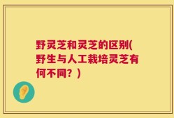 野灵芝和灵芝的区别(野生与人工栽培灵芝有何不同？)