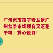 广州灵芝孢子粉盆景广州盆景市场现有灵芝孢子粉，赏心悦目！