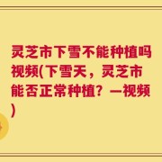灵芝市下雪不能种植吗视频(下雪天，灵芝市能否正常种植？—视频)