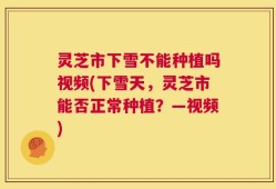 灵芝市下雪不能种植吗视频(下雪天，灵芝市能否正常种植？—视频)