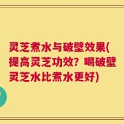 灵芝煮水与破壁效果(提高灵芝功效？喝破壁灵芝水比煮水更好)
