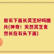 岩石下面长灵芝好吗图片(神奇！天然灵芝竟然长在石头下面)