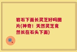 岩石下面长灵芝好吗图片(神奇！天然灵芝竟然长在石头下面)
