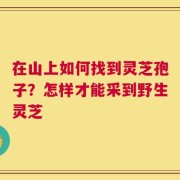在山上如何找到灵芝孢子？怎样才能采到野生灵芝