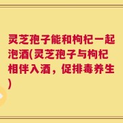 灵芝孢子能和枸杞一起泡酒(灵芝孢子与枸杞相伴入酒，促排毒养生)