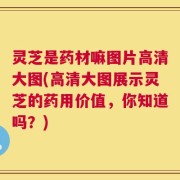 灵芝是药材嘛图片高清大图(高清大图展示灵芝的药用价值，你知道吗？)