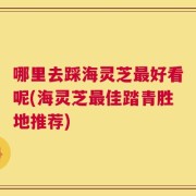哪里去踩海灵芝最好看呢(海灵芝最佳踏青胜地推荐)