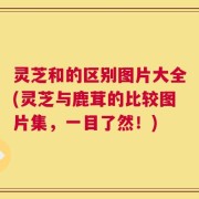 灵芝和的区别图片大全(灵芝与鹿茸的比较图片集，一目了然！)