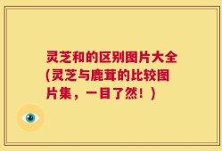 灵芝和的区别图片大全(灵芝与鹿茸的比较图片集，一目了然！)
