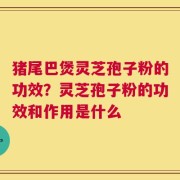 猪尾巴煲灵芝孢子粉的功效？灵芝孢子粉的功效和作用是什么