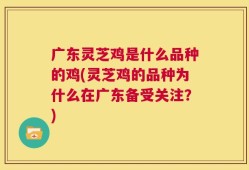 广东灵芝鸡是什么品种的鸡(灵芝鸡的品种为什么在广东备受关注？)